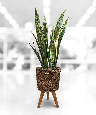 رشد سریع بلاکچین و آینده دیجیتال